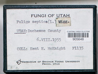 Fuligo septica image